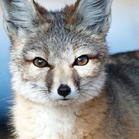 Kit Fox Meztelen